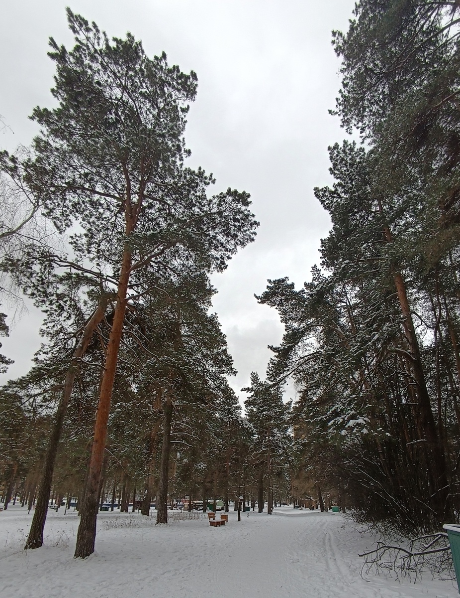 Кузьминский лесопарк, Котельники, Московская область.