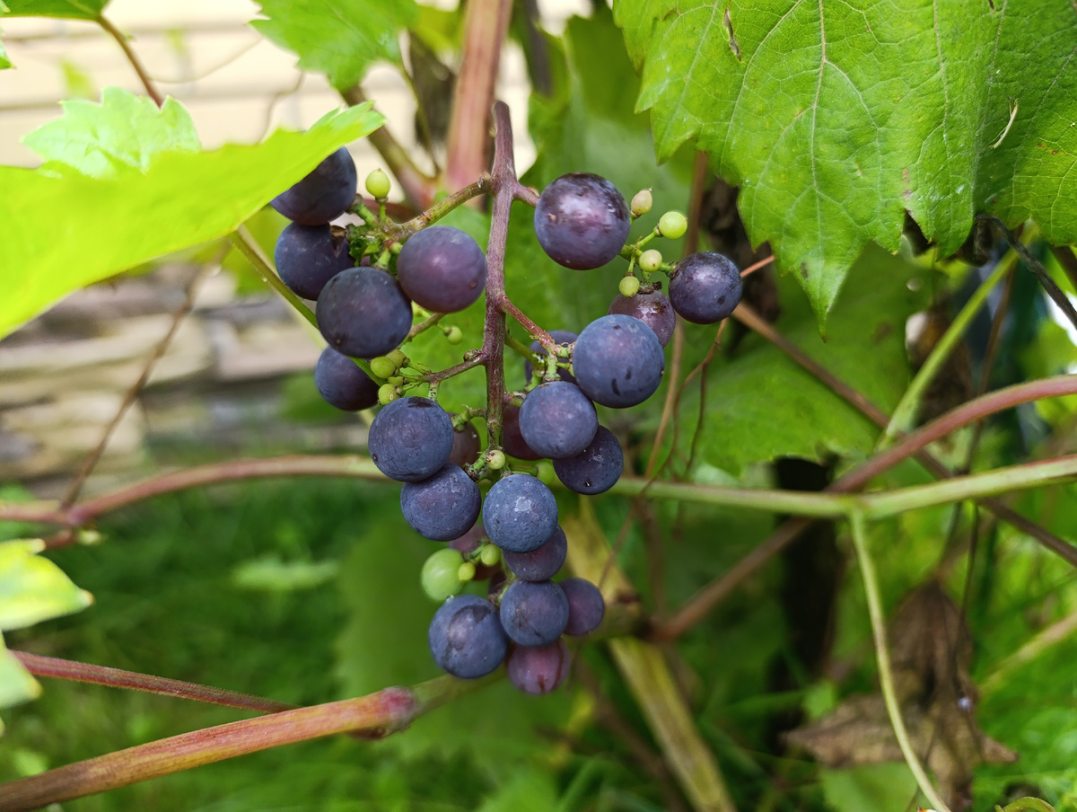 Сорт винограда Маркет