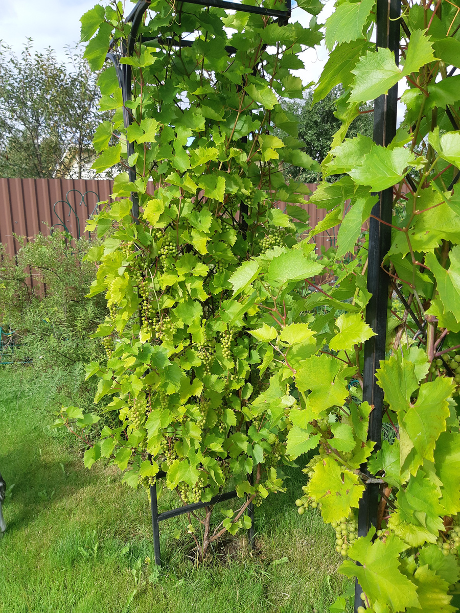 Маркет на арке