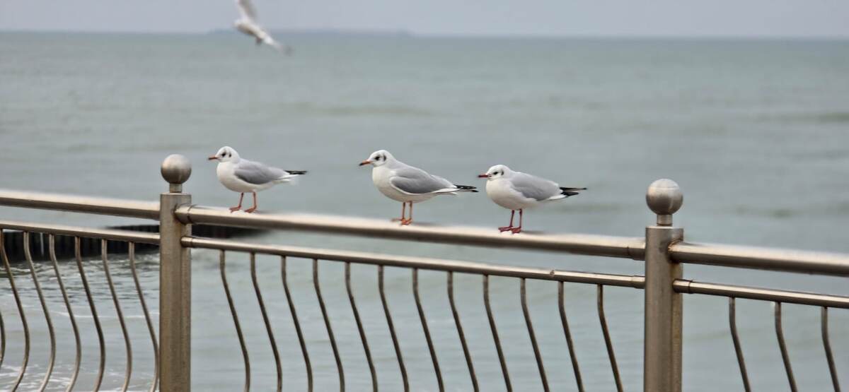 Фото автора. Избалованные, почти ручные чайки ждут, когда туристы принесут им лакомство. 
