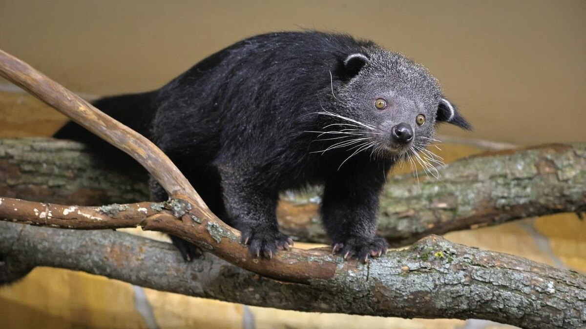    Фото: пресс-служба Ленинградского зоопарка