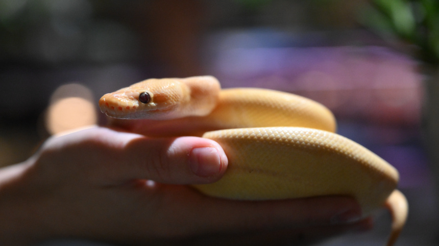    Фото: © РИА Новости/Григорий Сысоев