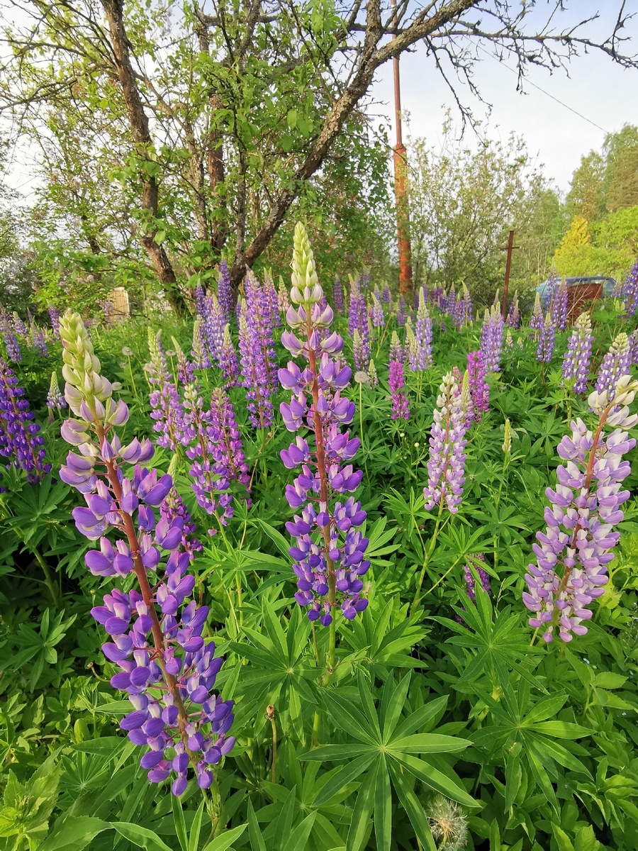 В Забайкальском крае, где мы жили, не растут люпины, и мы даже не подозревали, насколько это сильное растение.