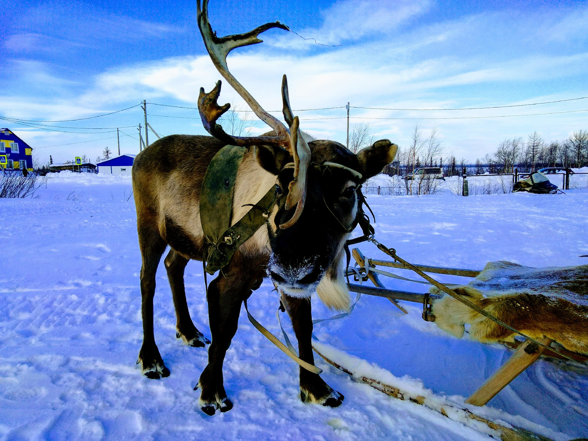 ФОТО ИЗ МОЕГО ЛИЧНОГО АРХИВА. Поселок Горнокнязевск. 