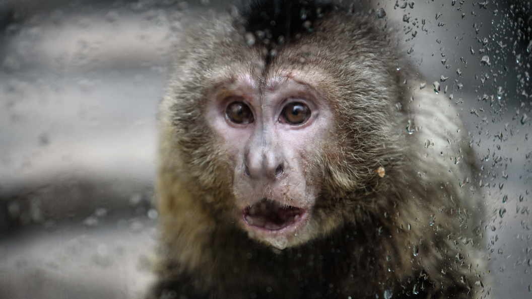    Ilya Moskovets/URA.RU/Globallookpress