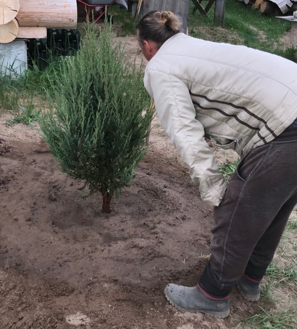 посадка - май 2019 года, высота растения 120 см.(посажен, где присутствует вечернее мягкое солнце)