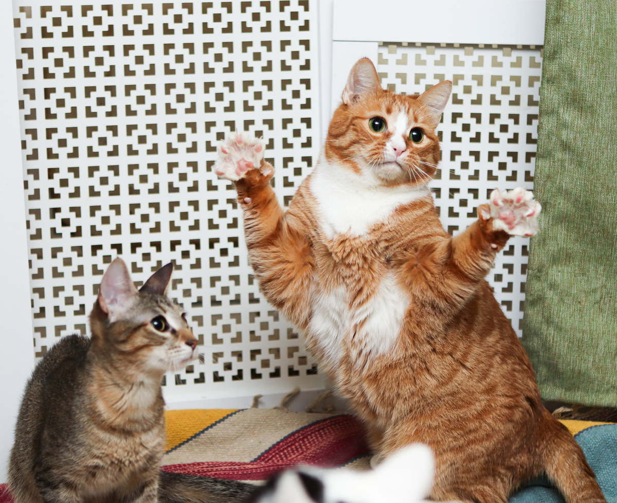 Ой, ой! На меня что-ли позвонили?