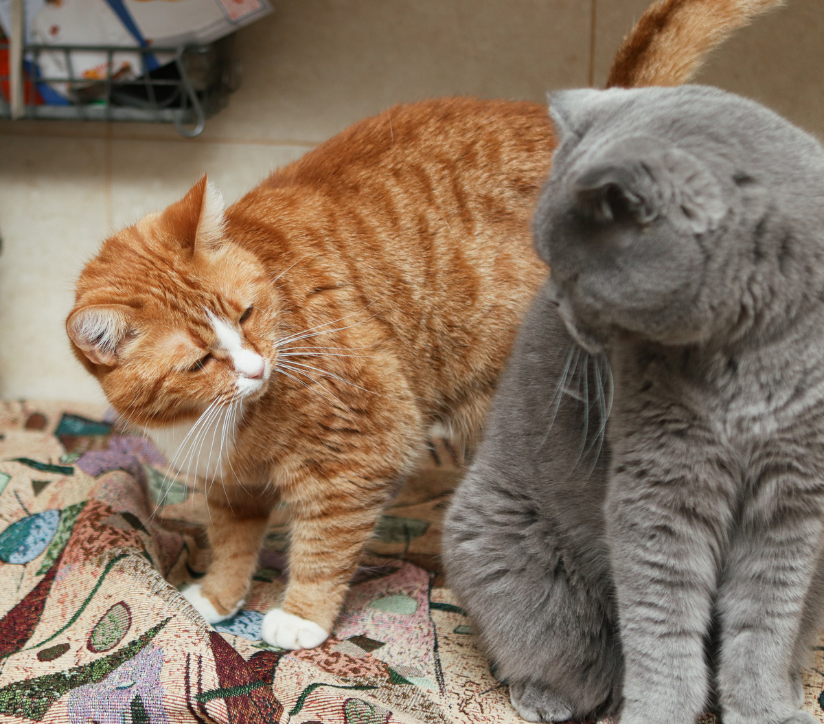 Буду твоей рабой навечно!