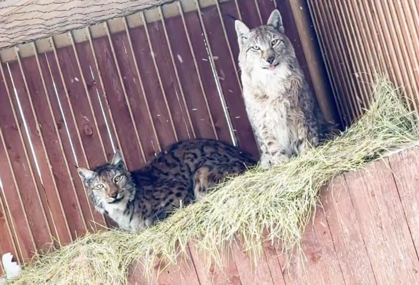 Фото: скриншот с видео из телеграм-канала центра «Земля прайда»