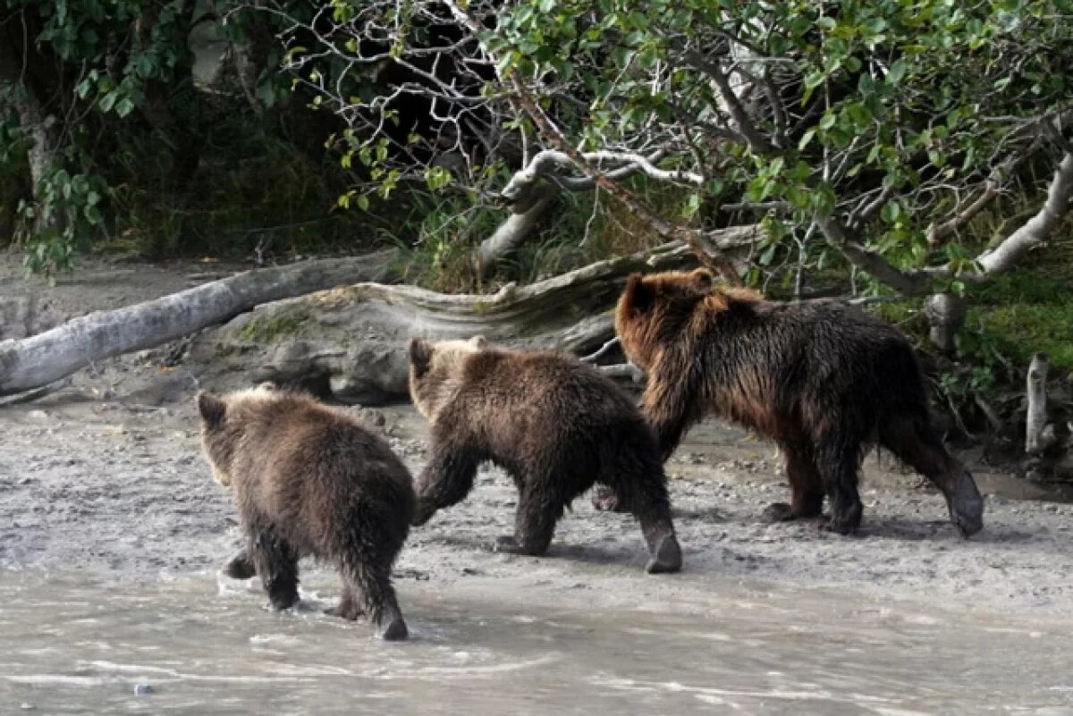    Приют для медвежат-сирот хотят открыть на Камчатке