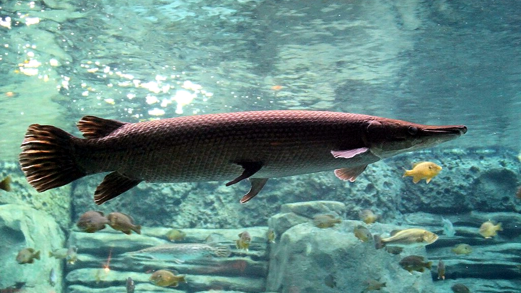 Почти такие же рыбы жили в озере Мессель и 50 миллионов лет назад.