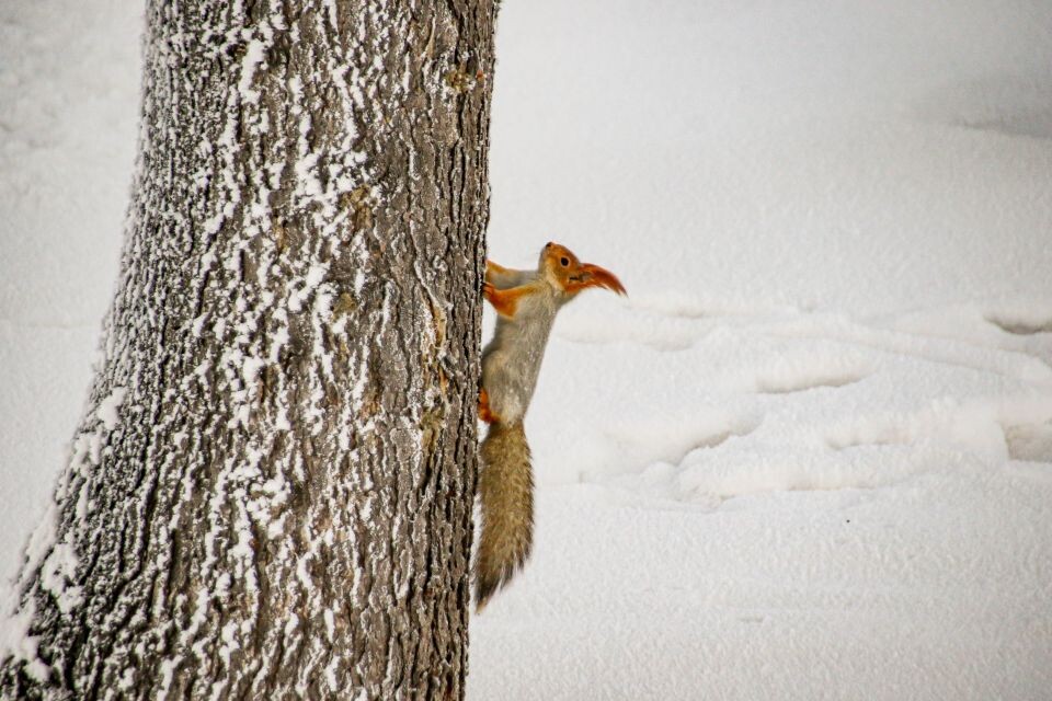   Зима в Барнауле. Белка. Источник: Виталий Барабаш