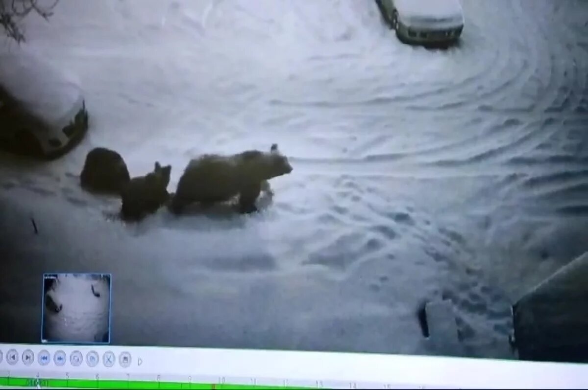    Медвежье «дефиле» попало на камеру видеонаблюдения на Курилах