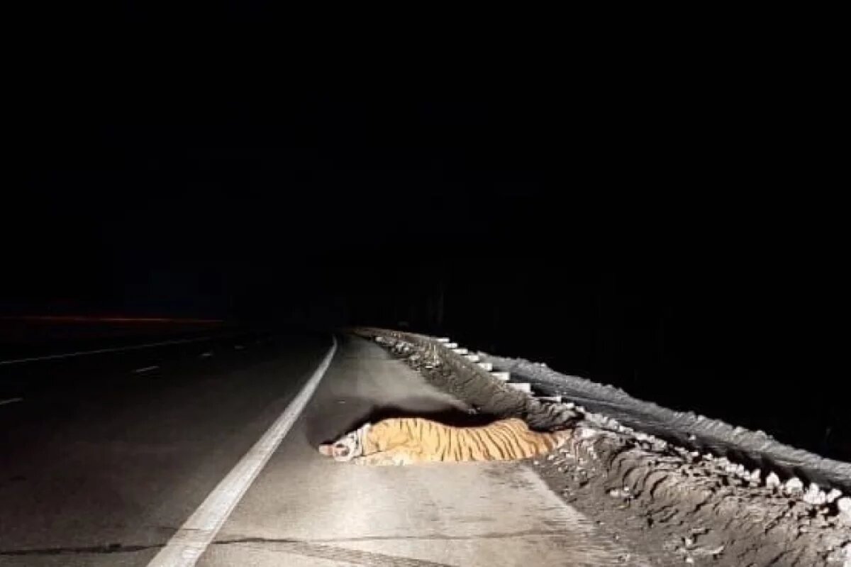    Под Хабаровском насмерть сбили тигра, водитель скрылся