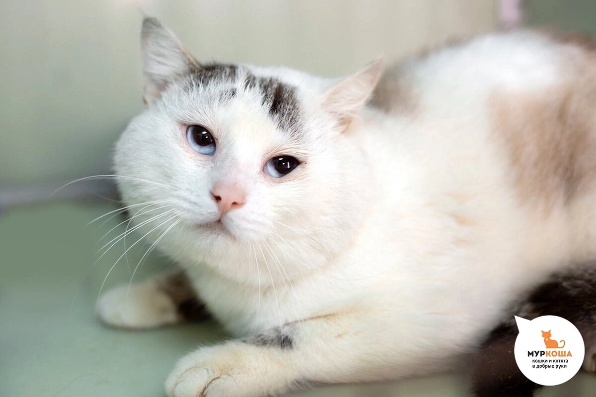 Блюайс найден на улице.