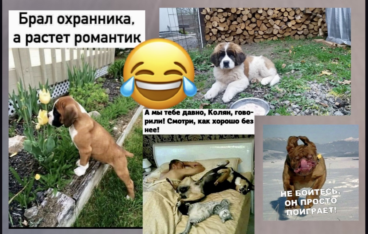 -Мужчина, вы женаты? - Нет, это меня кот поцарапал…😅Юморные картинки с шутками до слёз, погогочем от души, Лохматый полосатый