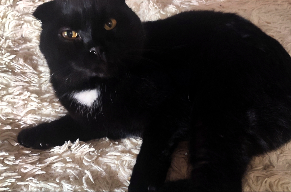 Вот и как вы смели про меня забыть!? 