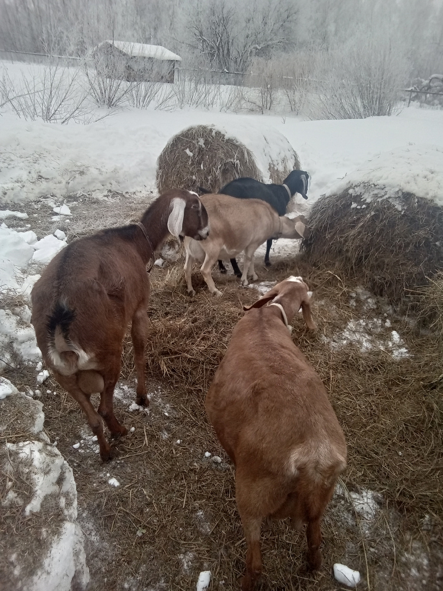 Фото автора.