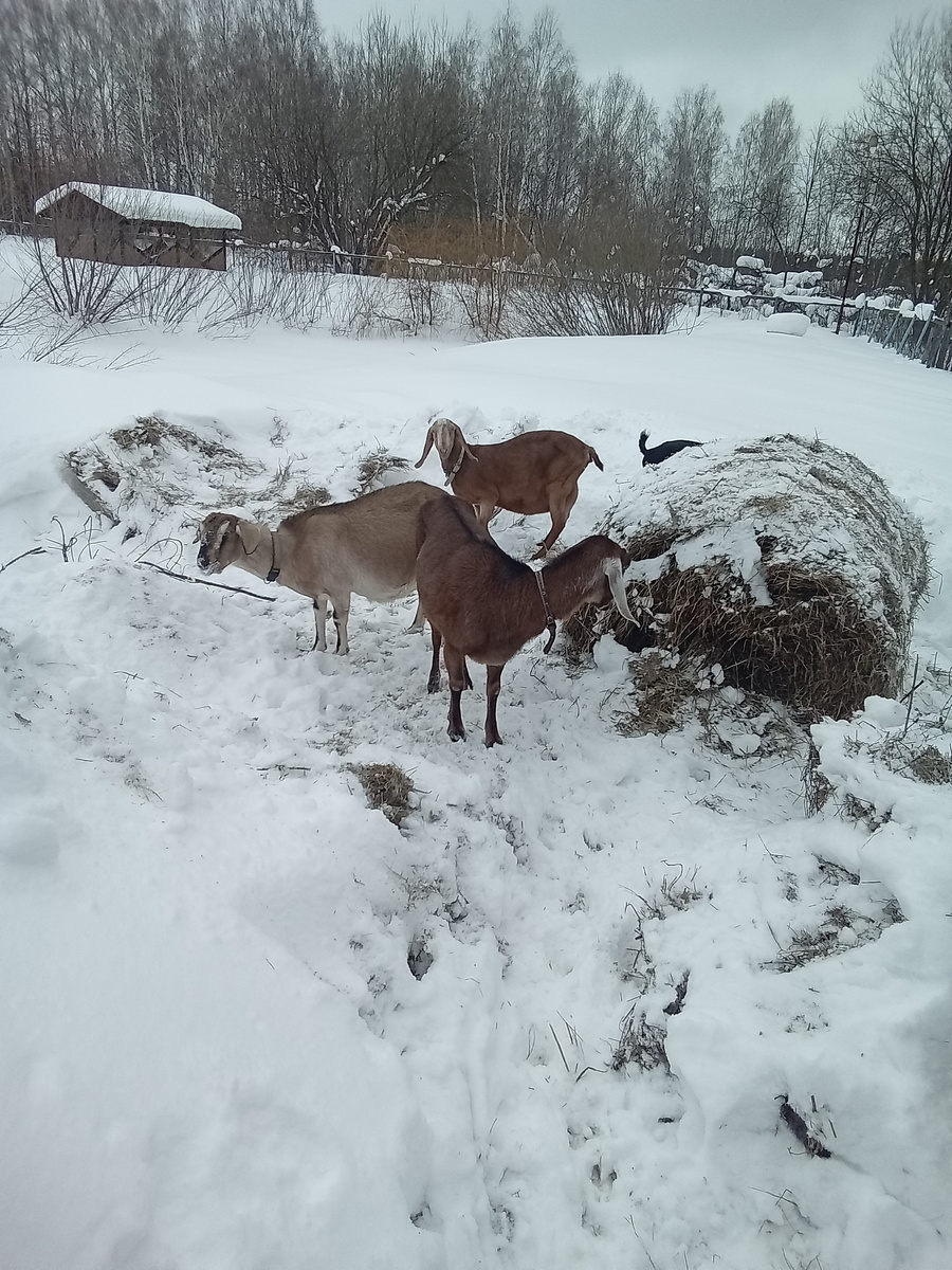 Фото автора.