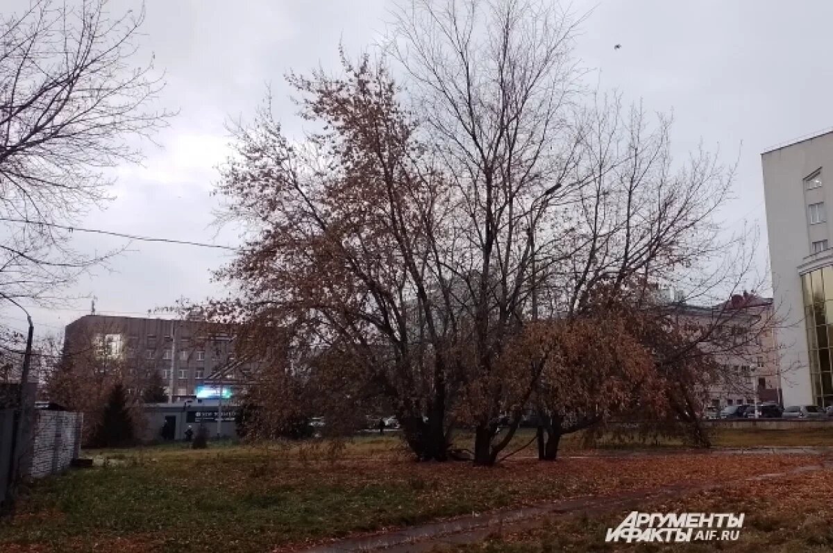    Мэрия Омска прокомментировала снос деревьев у кинотеатра «Маяковский»