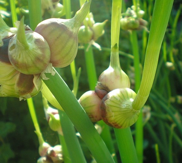 Лук многоярусный, посадка и уход.