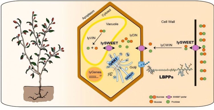    Высокоточная карта генома дерезы обыкновенной позволит вывести новые сорта ягоды годжи