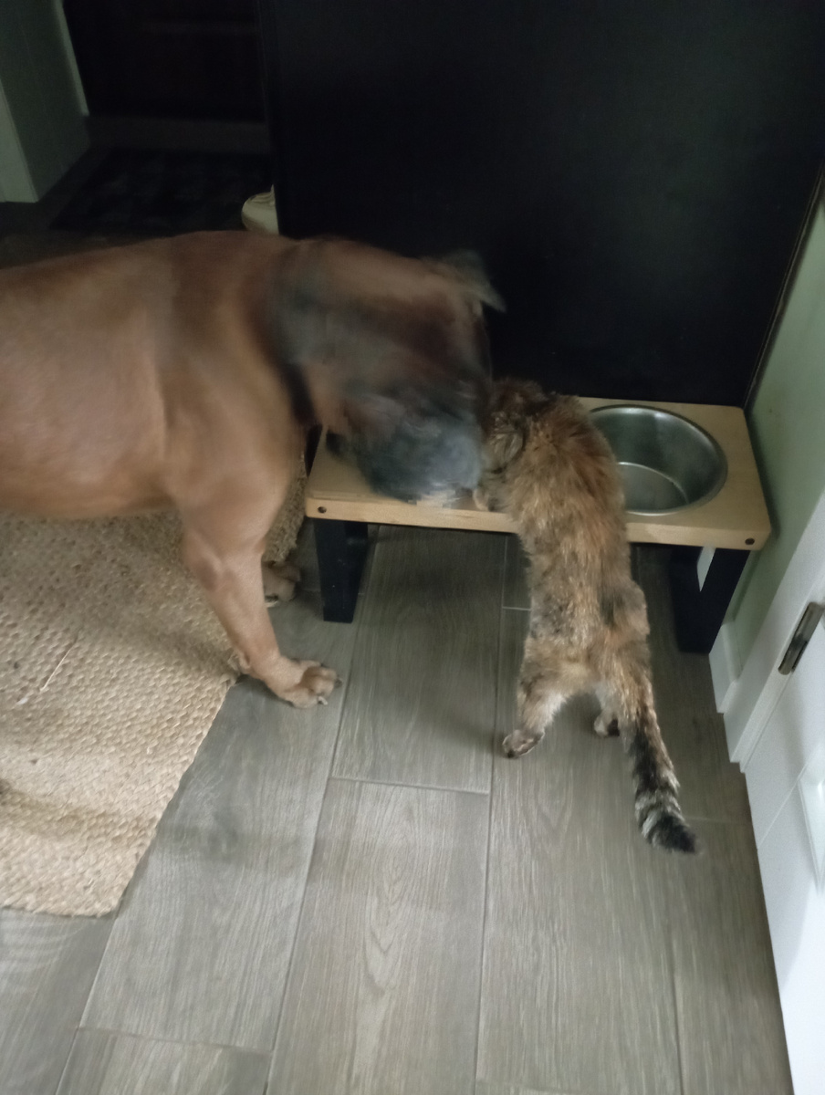 По праву старшего... Элис пьёт, а Юся- ждёт... 