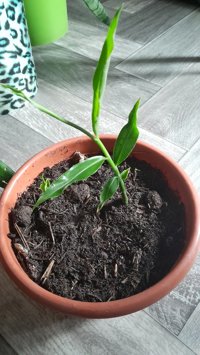 Два месяца. 