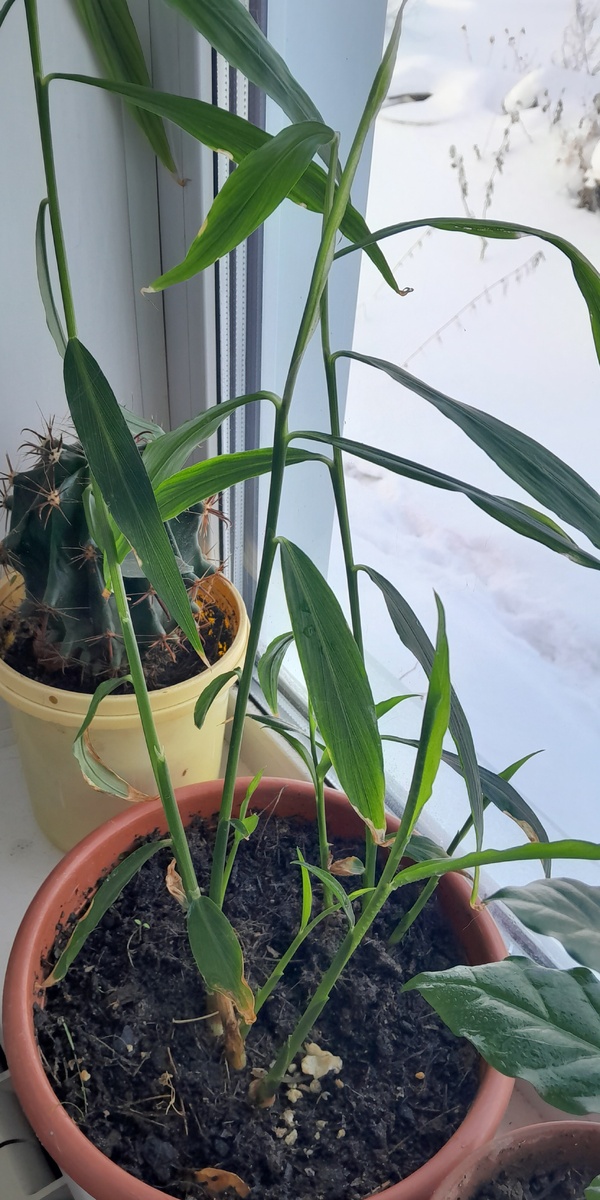 Имбирь. 5 месяцев.