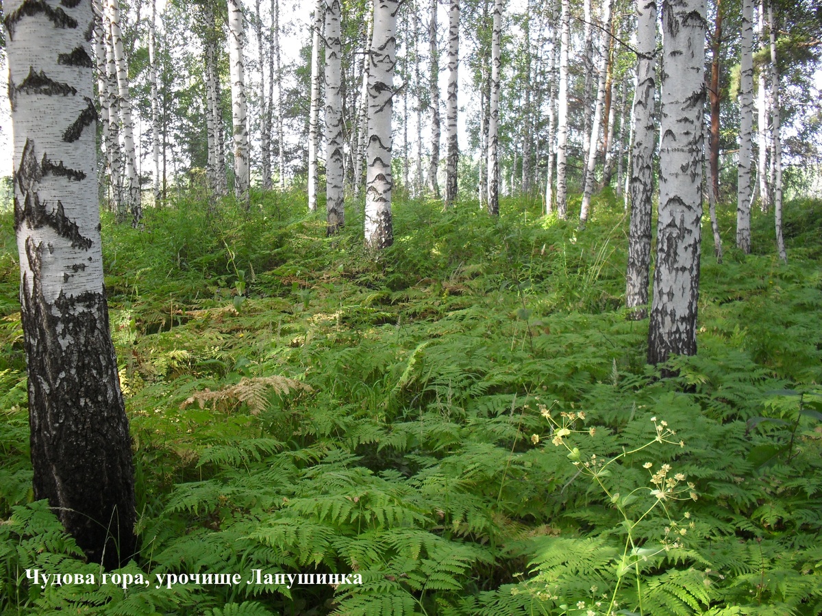 Чудова Гора в урочище Лапушинка Шегарского района Томской области