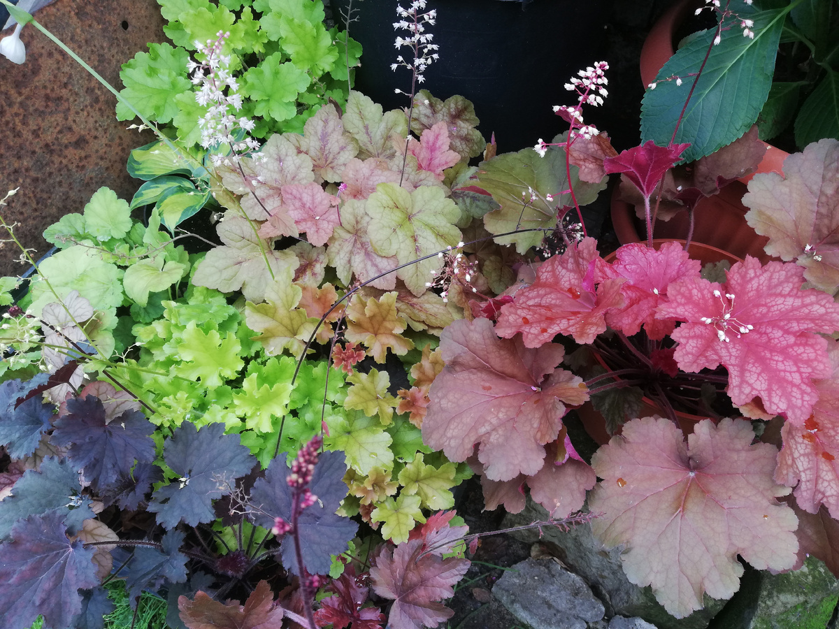 Ну как их можно было не полюбить снова - таких красивых и разных