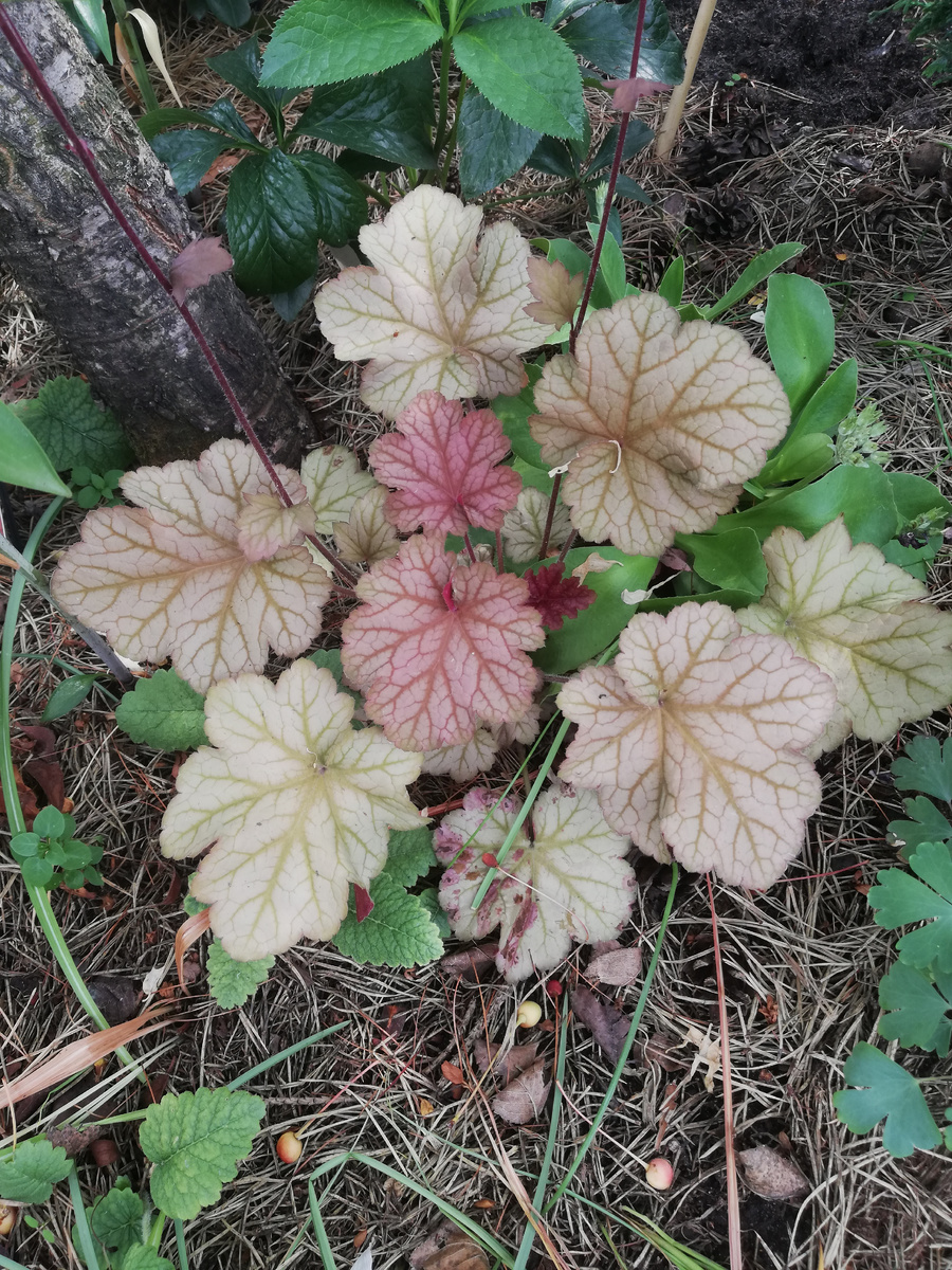 Вот, например, ге-йх-ера 'Encore' - неожиданно оказалась очень выносливой. Росла на даче под кустом спиреи и я про неё забыла, пришлось ей пару лет расти на самообеспечении. И ничего, нормально выглядела, когда я наконец-то сподобилась её найти, выкопать и забрать в сад.