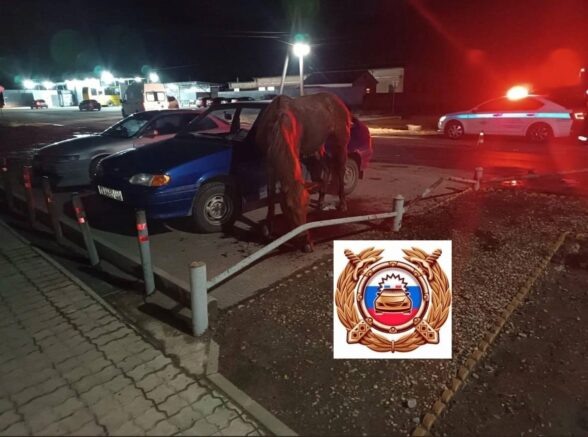    Пострадавший в ДТП конь / vk.com/ogibdd123