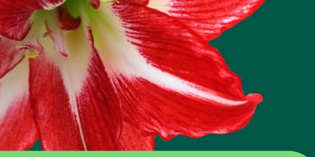 НОВОГОДНИЕ КОМНАТНЫЕ РАСТЕНИЯ В ИНТЕРЬЕРЕ🔺