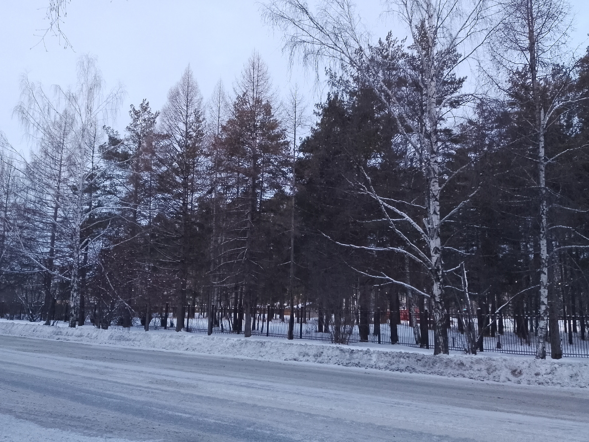 там за забором в парке наша ёлочка.