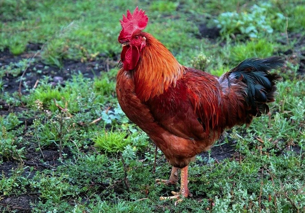 Насколько помню, вот такой был петух, обычный, каких миллионы.