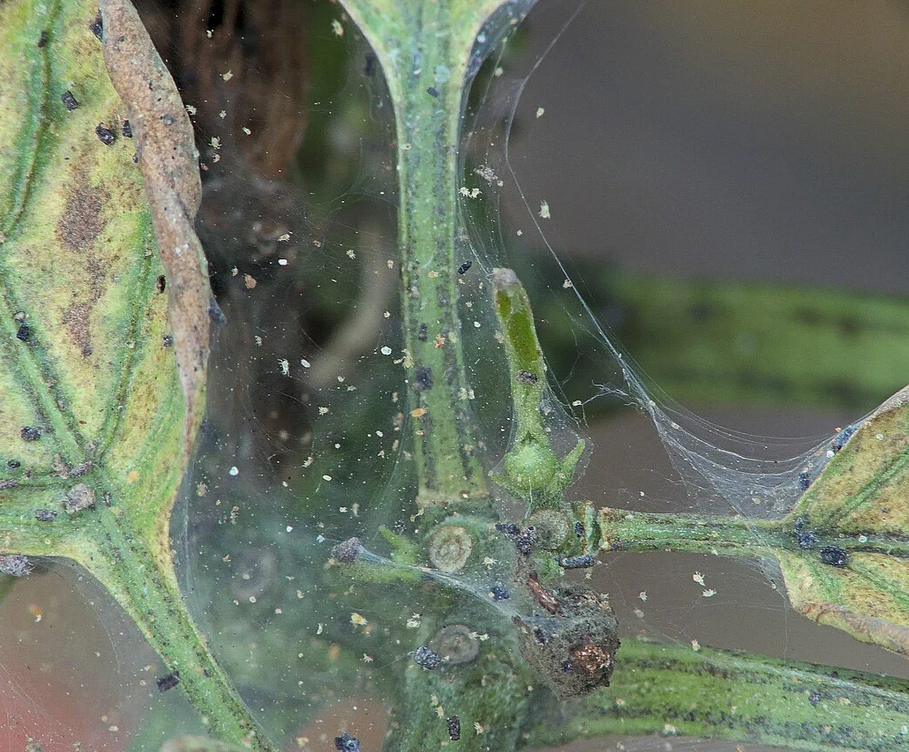 Паутинного клеща знают многие. А красного плоского знаете?