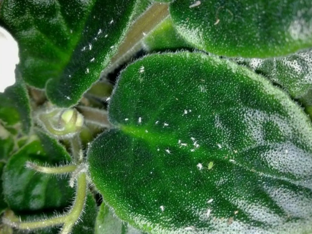 "Мусор" на листьях фиалок? Это тля.