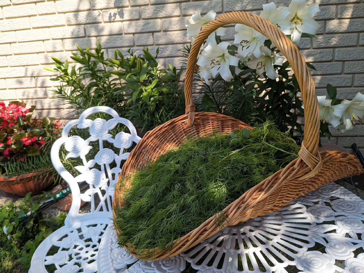 Урожай укропа