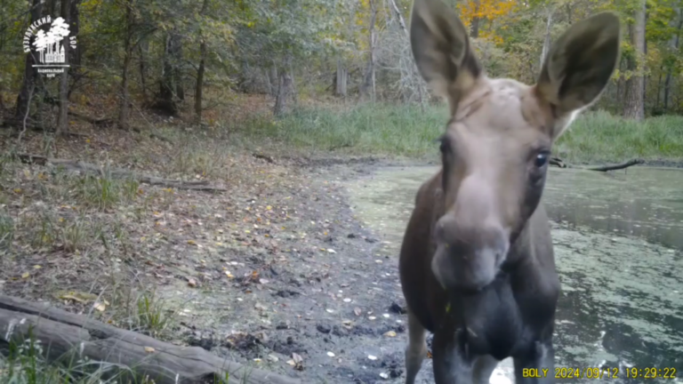    Миллион за лося. Оренбуржец требует компенсировать ущерб после наезда на сохатого Белов Михаил Александрович