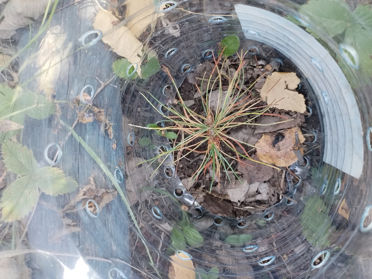 3-х летка немного прихватило весенние похолодания.