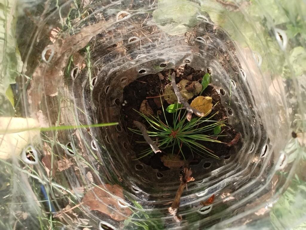 Ещё одна трехлетка, состояние получше.


