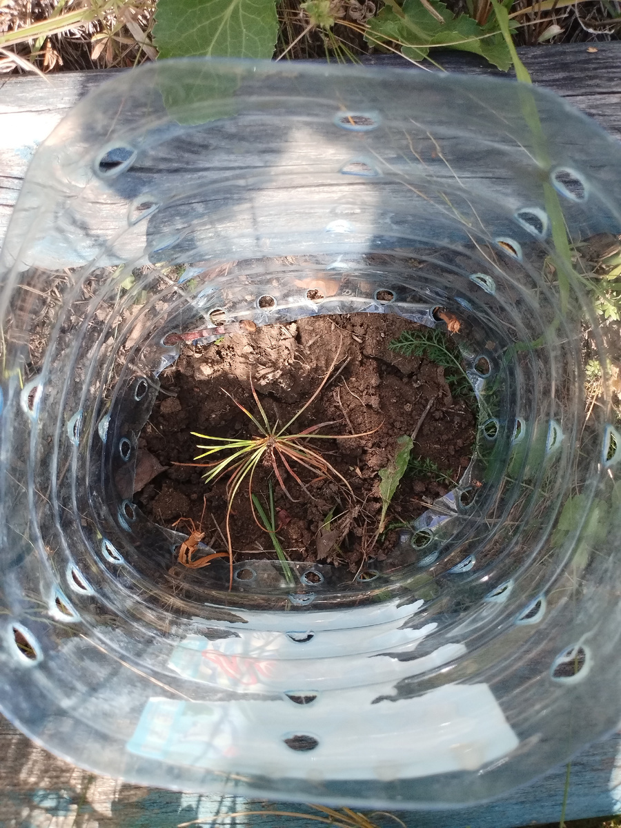 Побило весенние заморозки