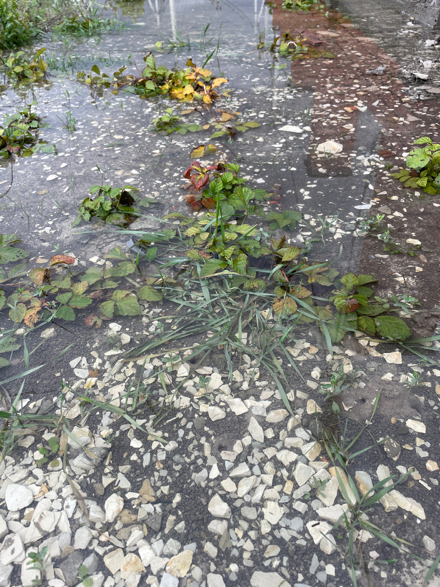 Не могу не показать снова это фото: 12.12.23 лужа на участке. Где еще такие красивые лужи, как не здесь? 😂