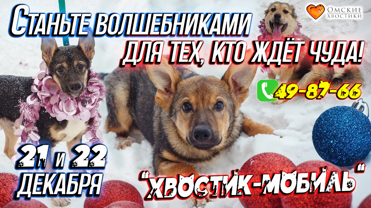 «Хвостик-мобиль» — это машина доброты, ПРИМИТЕ УЧАСТИЕ! СПАСИТЕ ИХ ЖИЗНИ!