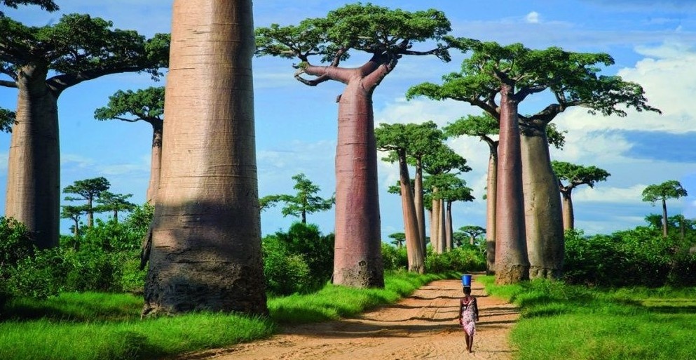 Аллея баобабов
