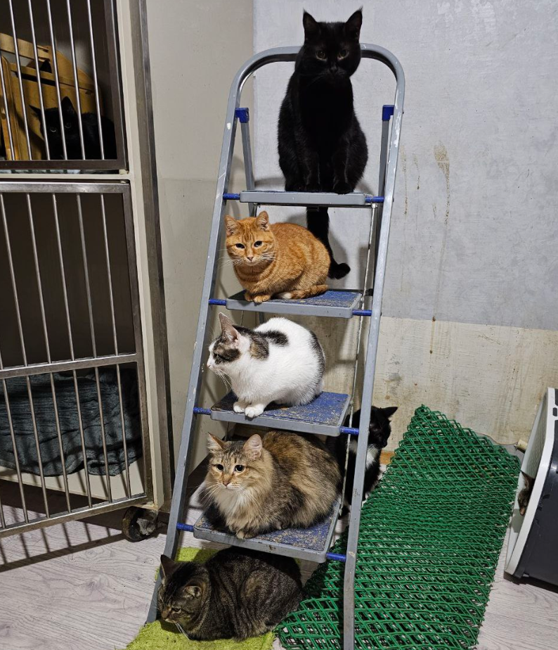 Жители приюта, вернее их часть