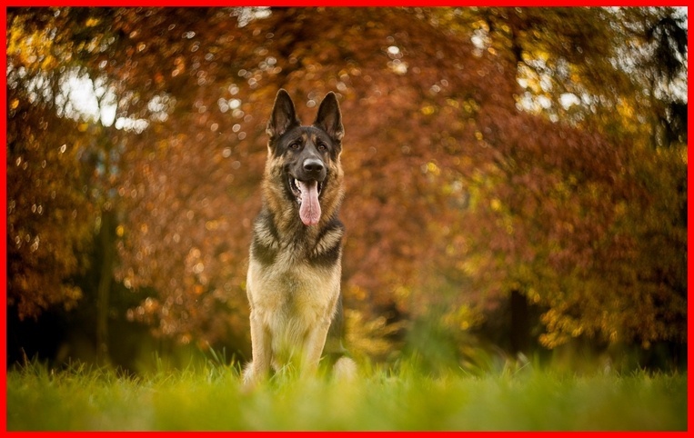 Этот пес существенно изменил жизнь Саши к лучшему и помог раскрыть несколько преступлений