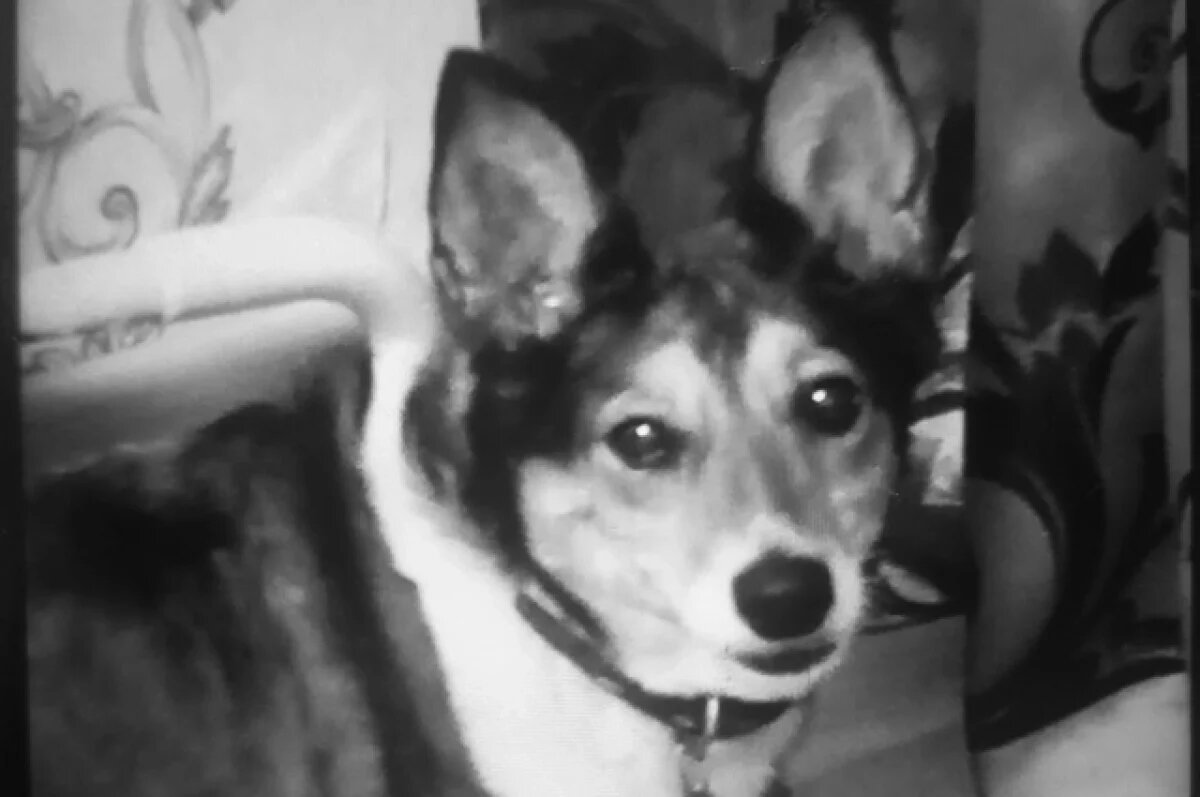    Уголовное дело возбудили на омича, который сбросил с балкона собаку