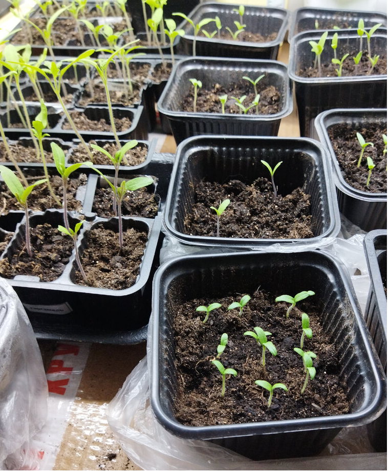 фото 19 марта 22 года. Справа - гномы, слева - индеты, посеянные две недели назад